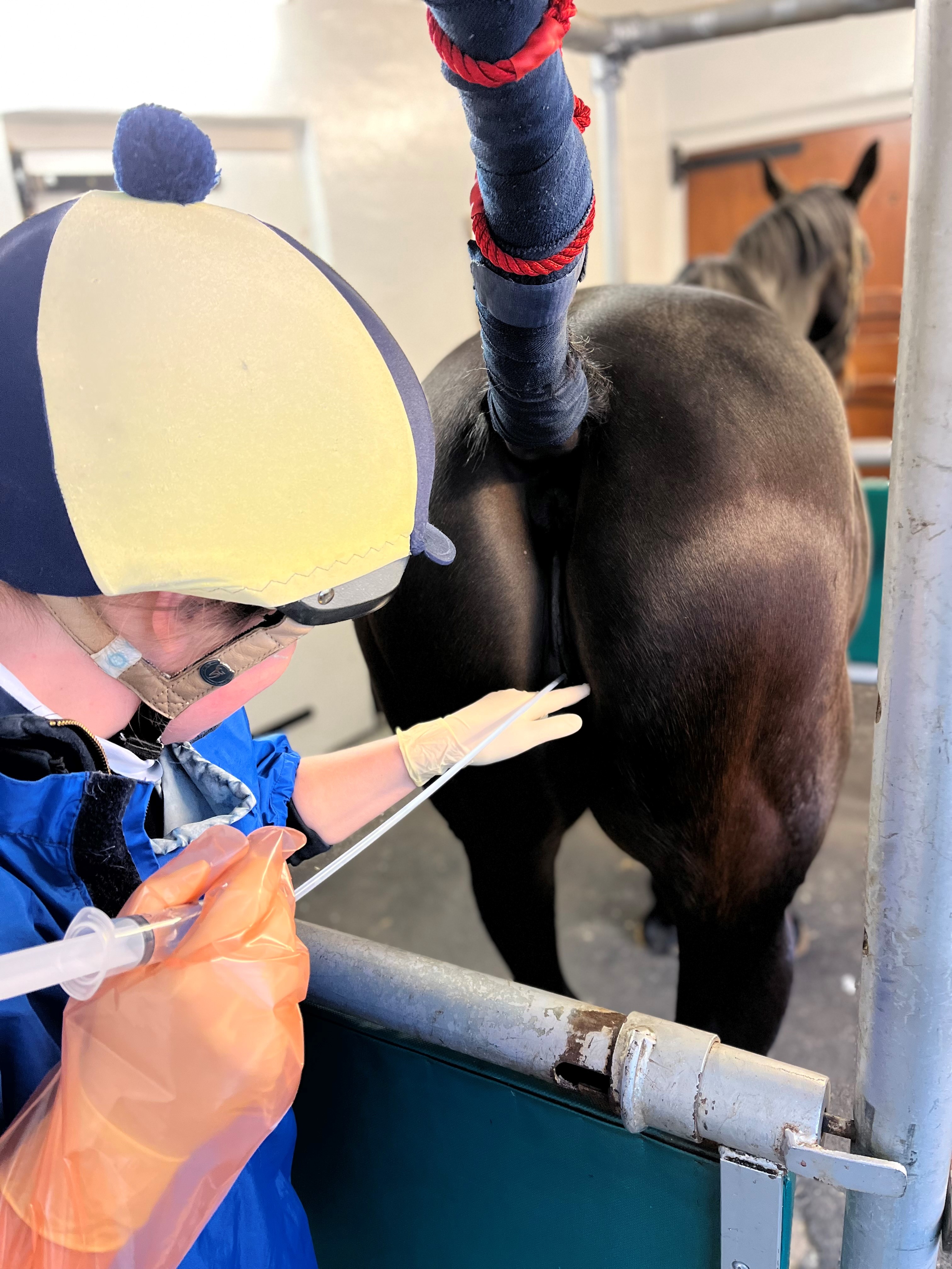 Artificial Insemination